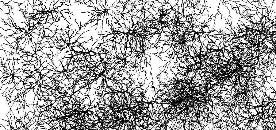 brain cells drawing