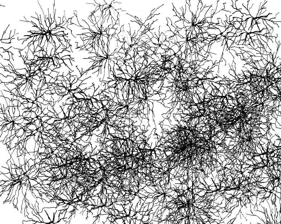 brain cells drawing