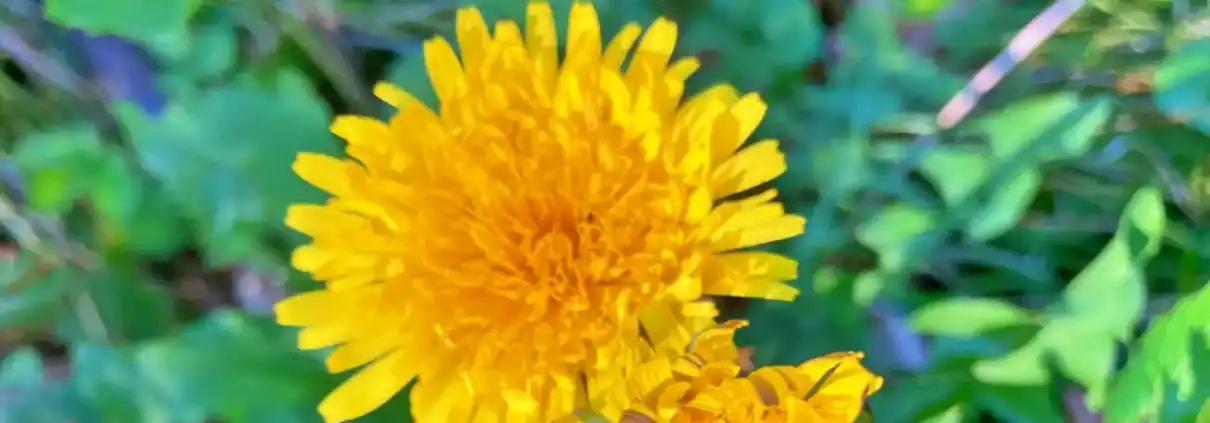Flower Color Fastest Books