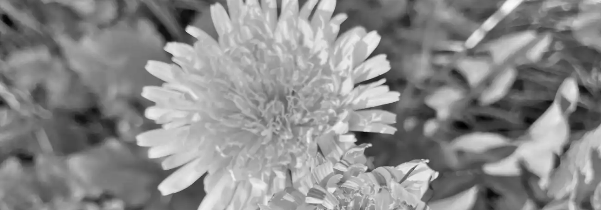 Flower Greyscale